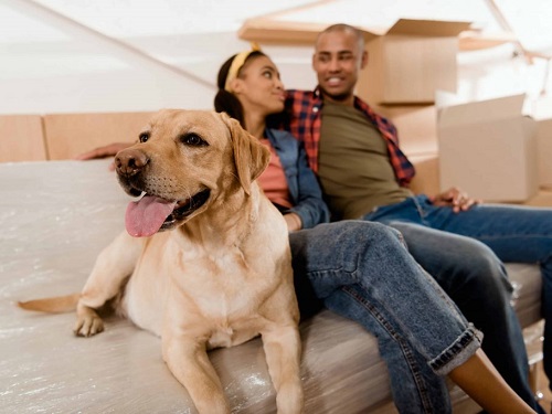 pet-relocation
